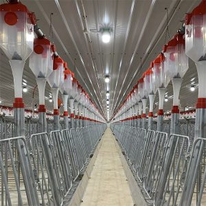 Автоматична система за хранене с верига с дискове за свине